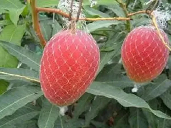 Miyazaki_Grafted_Mango_Plant_Live_Plant_For_Home_Garden