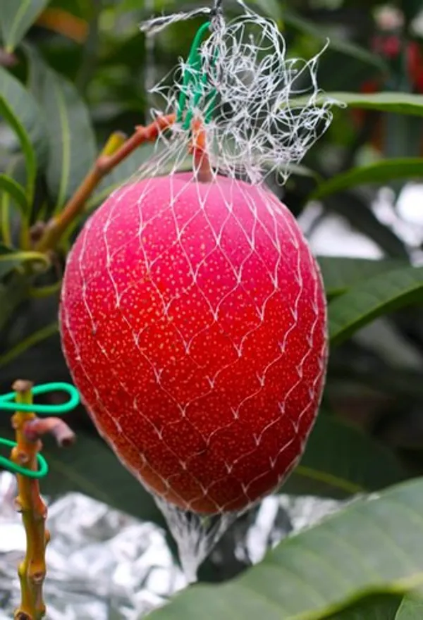 Miyazaki_Grafted_Mango_Plant_Live_Plant_For_Home_Garden
