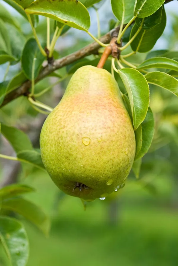 Nashpati_(Pear)_Fruit_Plant_Live_Plant_For_Home_Garden