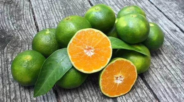 Sweet_Orange_Fruit_Plant_(Grafted)_For_Home_Garden