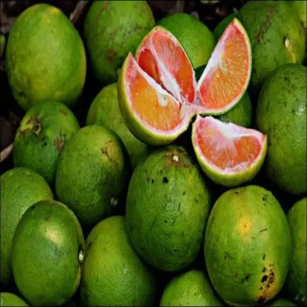 Sweet_Orange_Fruit_Plant_(Grafted)_For_Home_Garden