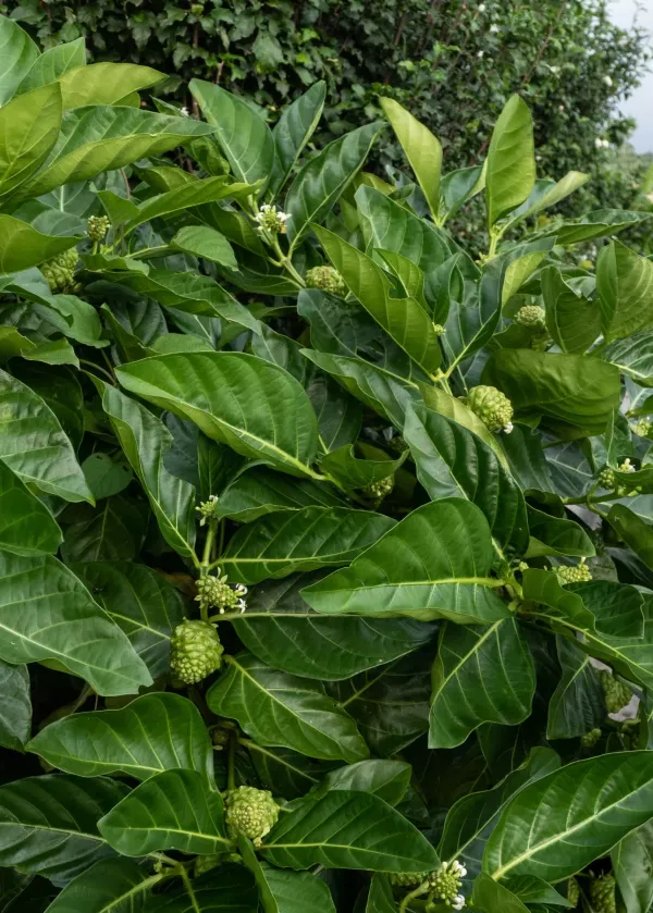 Noni_Fruit_Plant_For_Home_Garden