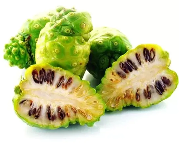 Noni_Fruit_Plant_For_Home_Garden