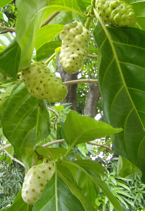 Noni_Fruit_Plant_For_Home_Garden