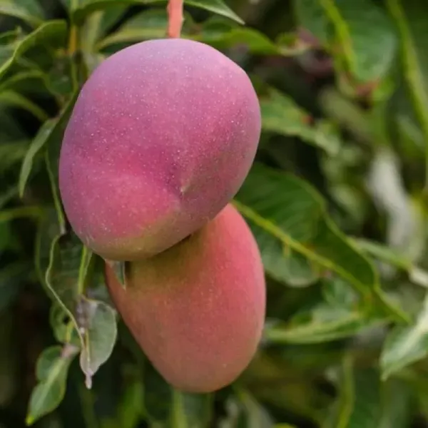 Palmer_Grafted_Mango_Plant_Live_Plant_For_Home_Garden
