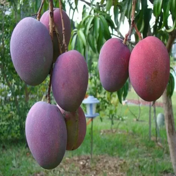 Palmer_Grafted_Mango_Plant_Live_Plant_For_Home_Garden