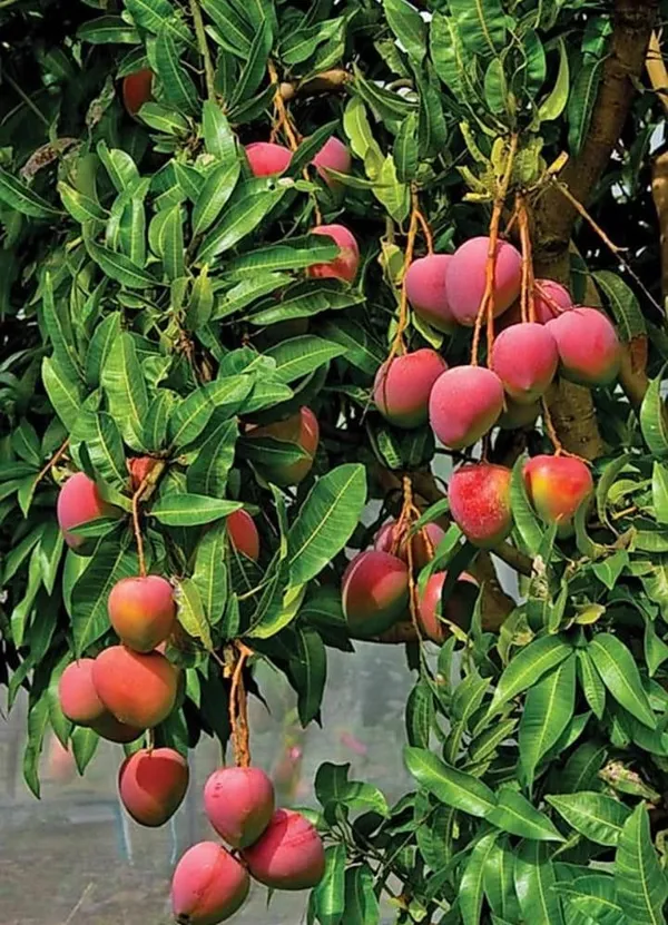 Palmer_Grafted_Mango_Plant_Live_Plant_For_Home_Garden