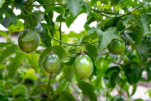Passion_Fruit_Plant_Live_Plant_For_Home_Garden