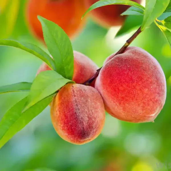 Peach_Fruit_Plant_Live_Plant_For_Home_Garden
