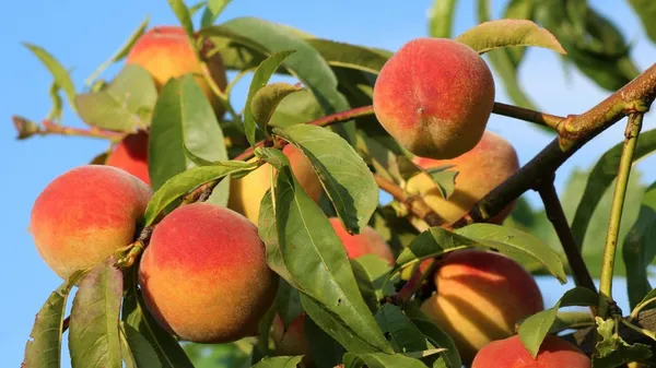 Peach_Fruit_Plant_Live_Plant_For_Home_Garden