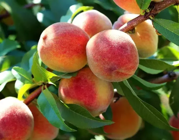 Peach_Fruit_Plant_Live_Plant_For_Home_Garden