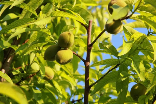 Peach_Fruit_Plant_Live_Plant_For_Home_Garden