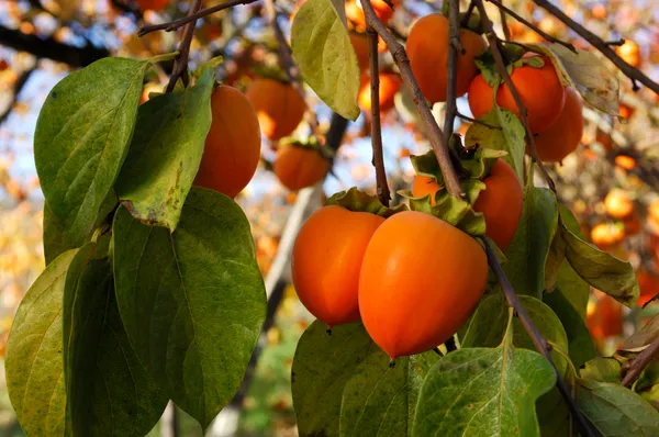 Persimmon_Grafted_Fruit_Plant_Live_Plant_For_Home_Garden