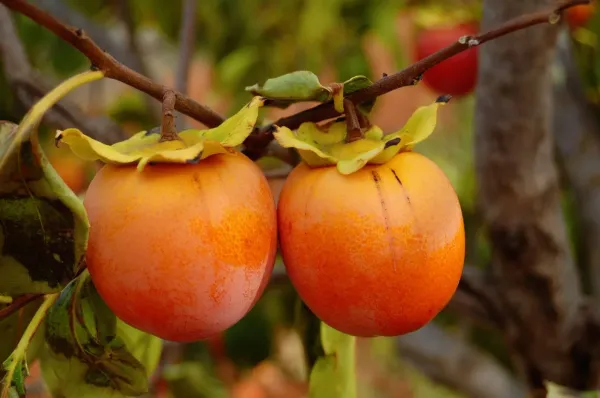 Persimmon_Grafted_Fruit_Plant_Live_Plant_For_Home_Garden