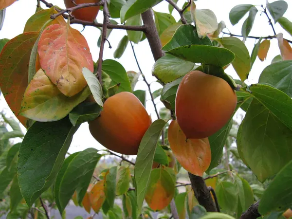 Persimmon_Grafted_Fruit_Plant_Live_Plant_For_Home_Garden