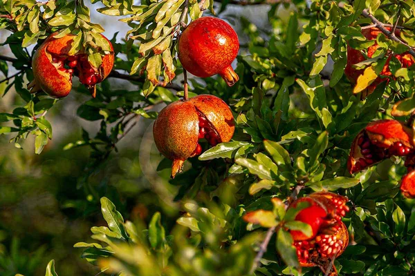 Pomegranate_Fruit_Plant_Live_Plant_For_Home_Garden