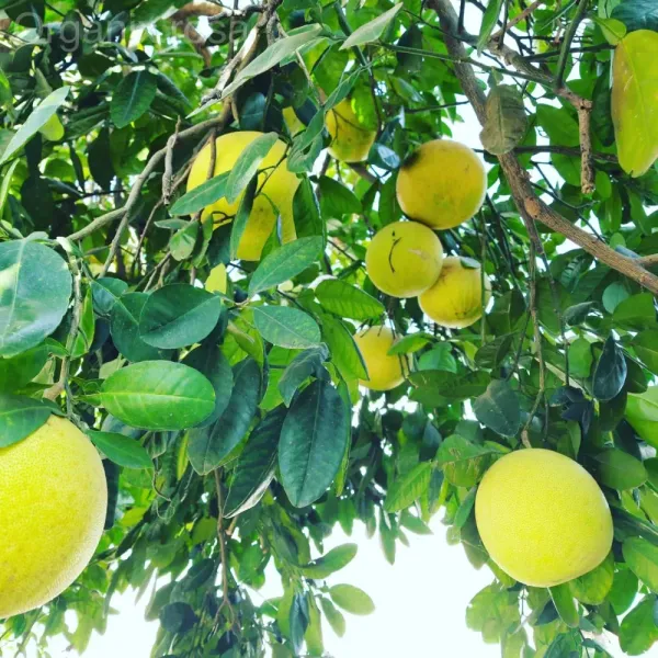 Pomelo_Fruit_Plant(Batabi_Lebu)_Live_Plant_For_Home_Garden