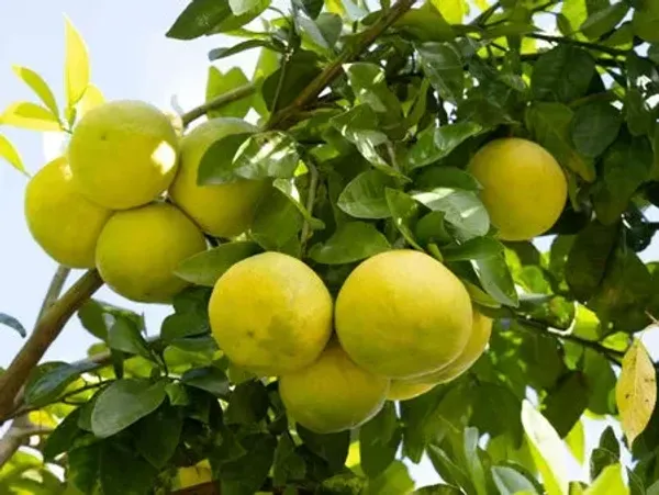 Pomelo_Fruit_Plant(Batabi_Lebu)_Live_Plant_For_Home_Garden