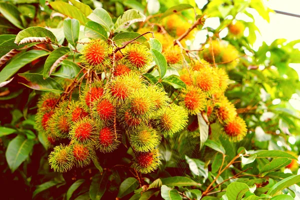 Rambutan_Fruit_Plant_For_Home_Garden