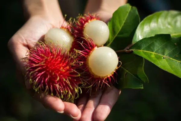 Rambutan_Fruit_Plant_For_Home_Garden