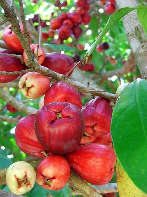 Red_Water_Apple_Fruit_Plant_For_Home_Garden