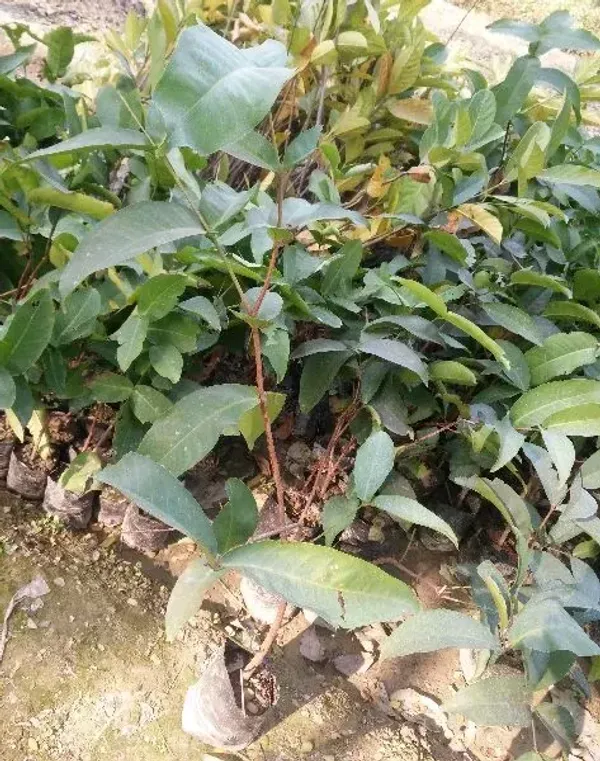 Red_Water_Apple_Fruit_Plant_For_Home_Garden
