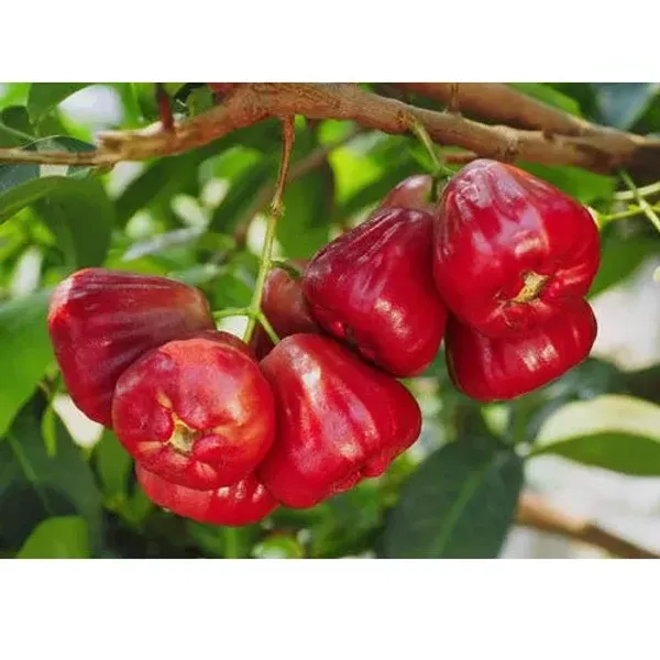 Red_Water_Apple_Fruit_Plant_For_Home_Garden