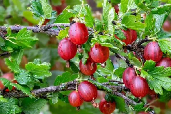 Red_Amla_Fruit_Plant(Amloki)_Live_Plant_For_Home_Garden