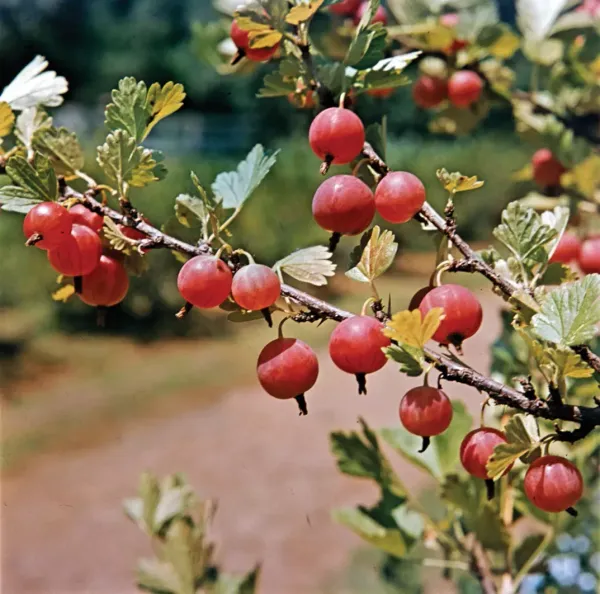 Red_Amla_Fruit_Plant(Amloki)_Live_Plant_For_Home_Garden