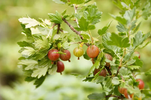 Red_Amla_Fruit_Plant(Amloki)_Live_Plant_For_Home_Garden