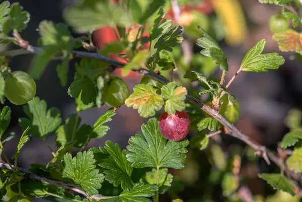 Red_Amla_Fruit_Plant(Amloki)_Live_Plant_For_Home_Garden