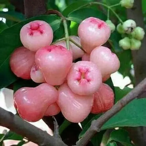 Red_And_White_Water_Apple_Fruit_Plant_For_Home_Garden