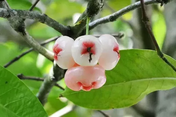 Red_And_White_Water_Apple_Fruit_Plant_For_Home_Garden