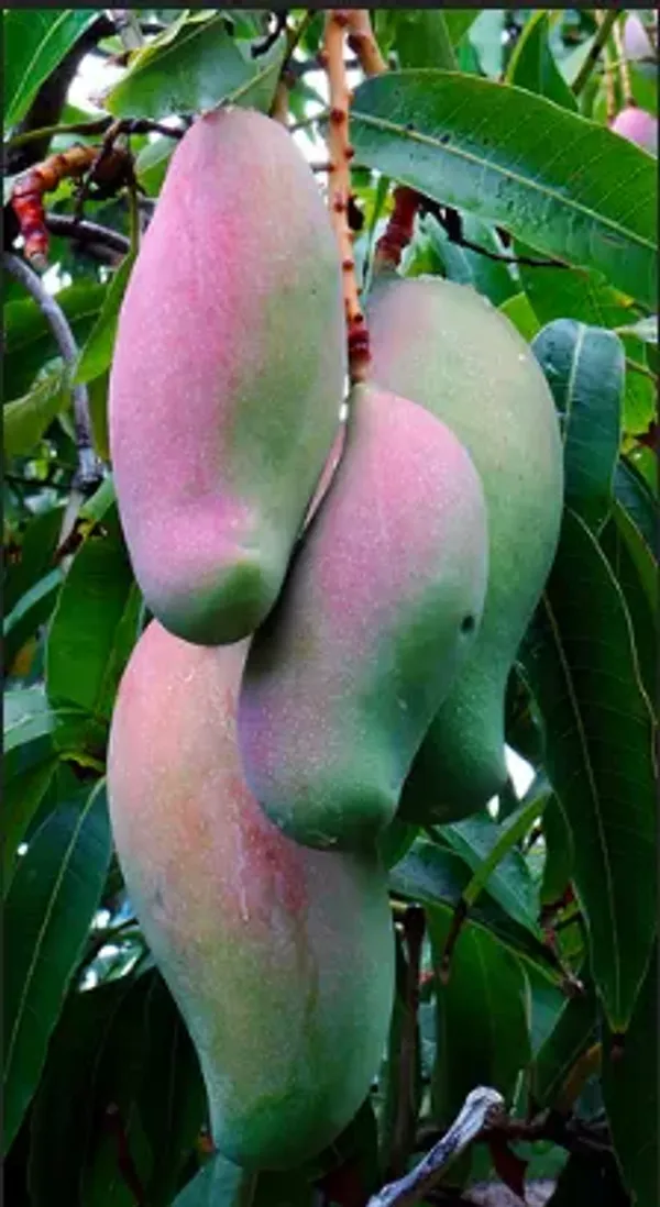 Red_Banana_Grafted_Mango_Fruit_Plant_For_Home_Garden