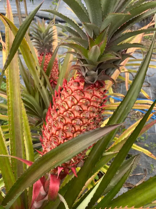 Red_Pineapple_Fruit_Plant_Live_Plant_For_Home_Garden