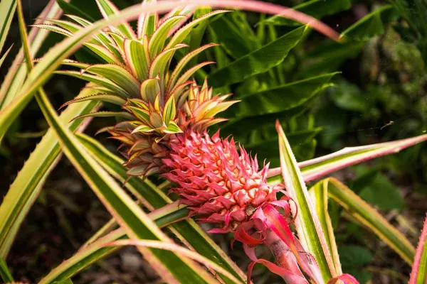Red_Pineapple_Fruit_Plant_Live_Plant_For_Home_Garden