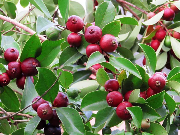 Red_Strawberry_Guava_Fruit_Plant_Live_Plant_For_Home_Garden