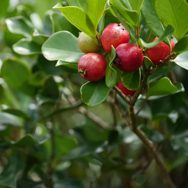 Red_Strawberry_Guava_Fruit_Plant_Live_Plant_For_Home_Garden