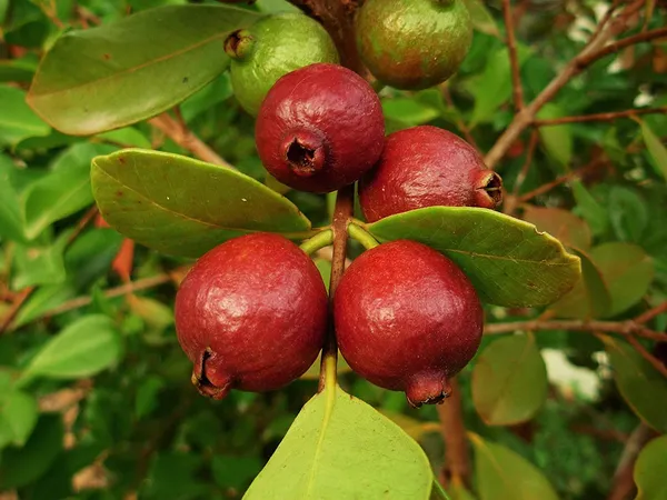 Red_Strawberry_Guava_Fruit_Plant_Live_Plant_For_Home_Garden