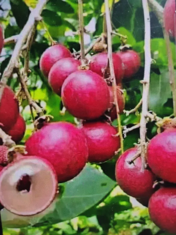 Rubi_Longan_Fruit_Plant_Live_Plant_For_Home_Garden