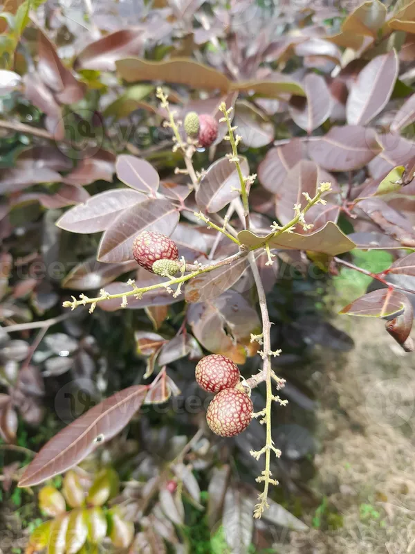 Rubi_Longan_Fruit_Plant_Live_Plant_For_Home_Garden