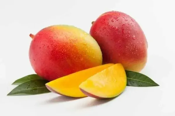 Sindur_Kouta_Grafted_Mango_Plant_Live_Plant_For_Home_Garden