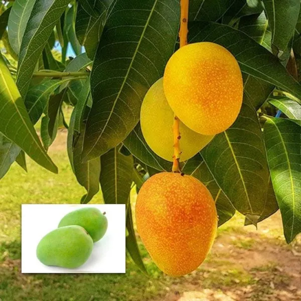 Sita_Bhog_Grafted_Mango_Plant_Live_Plant_For_Home_Garden