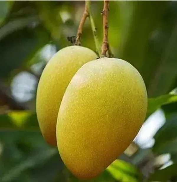 Sita_Bhog_Grafted_Mango_Plant_Live_Plant_For_Home_Garden