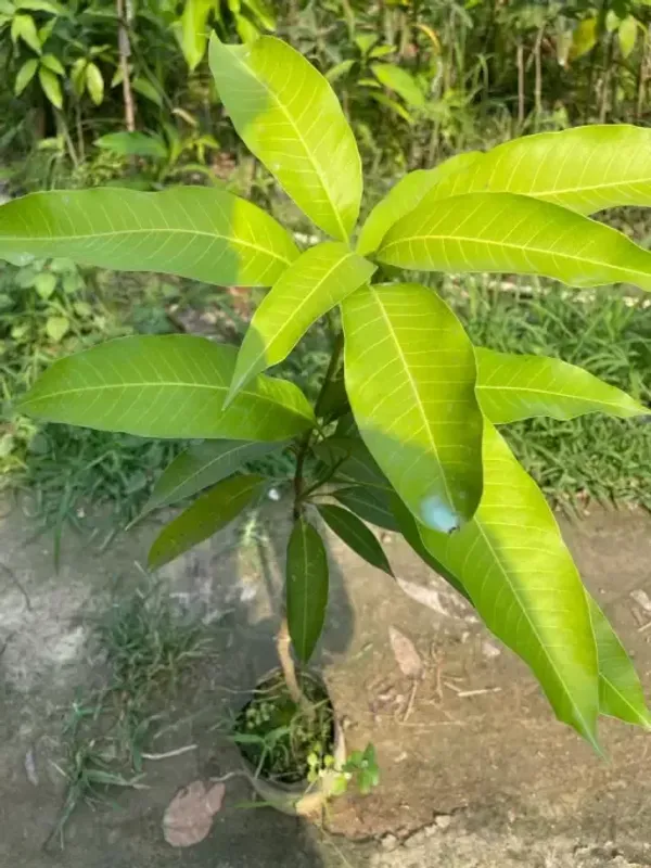 Sita_Bhog_Grafted_Mango_Plant_Live_Plant_For_Home_Garden