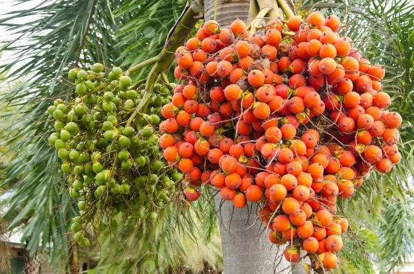 Supari_Plant(_Betel_Nut_)_Live_Plant_For_Home_Garden