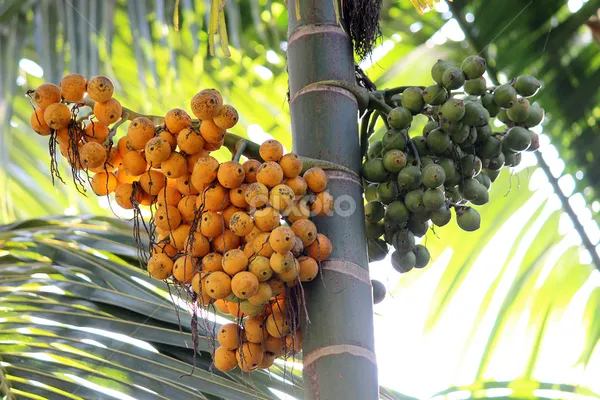 Supari_Plant(_Betel_Nut_)_Live_Plant_For_Home_Garden