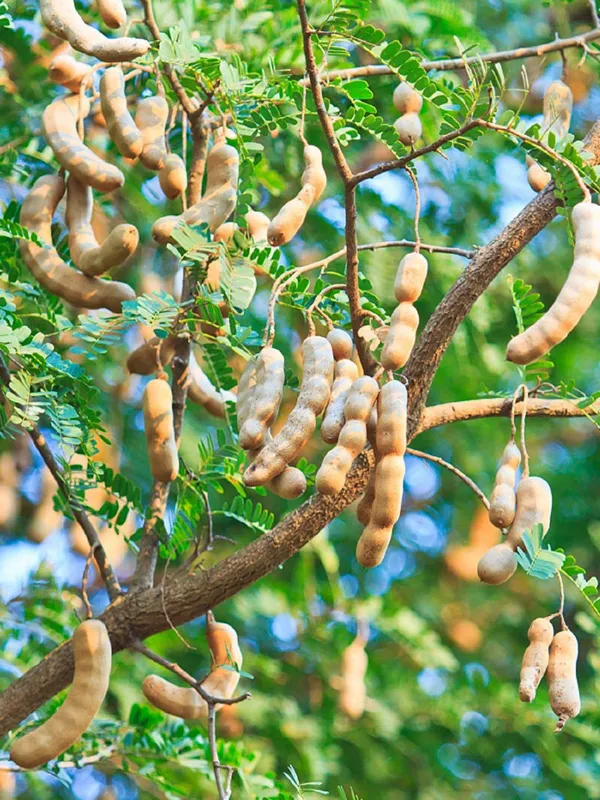 Sweet_Tamarind_Grafted_Plant(Imli)_Plant_For_Home_Garden