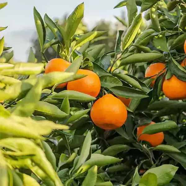Sweet_Chinese_Orange_Fruit_Plant_Live_Plant_For_Home_Garden
