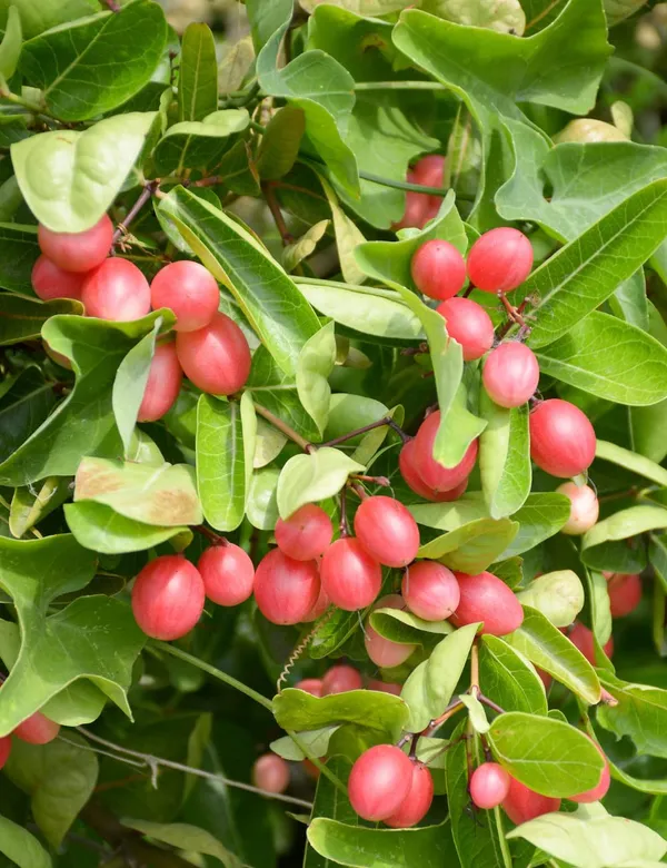 Sweet_Karunda(Karamcha)_Fruit_Plant_Live_Plant_For_Home_Garden
